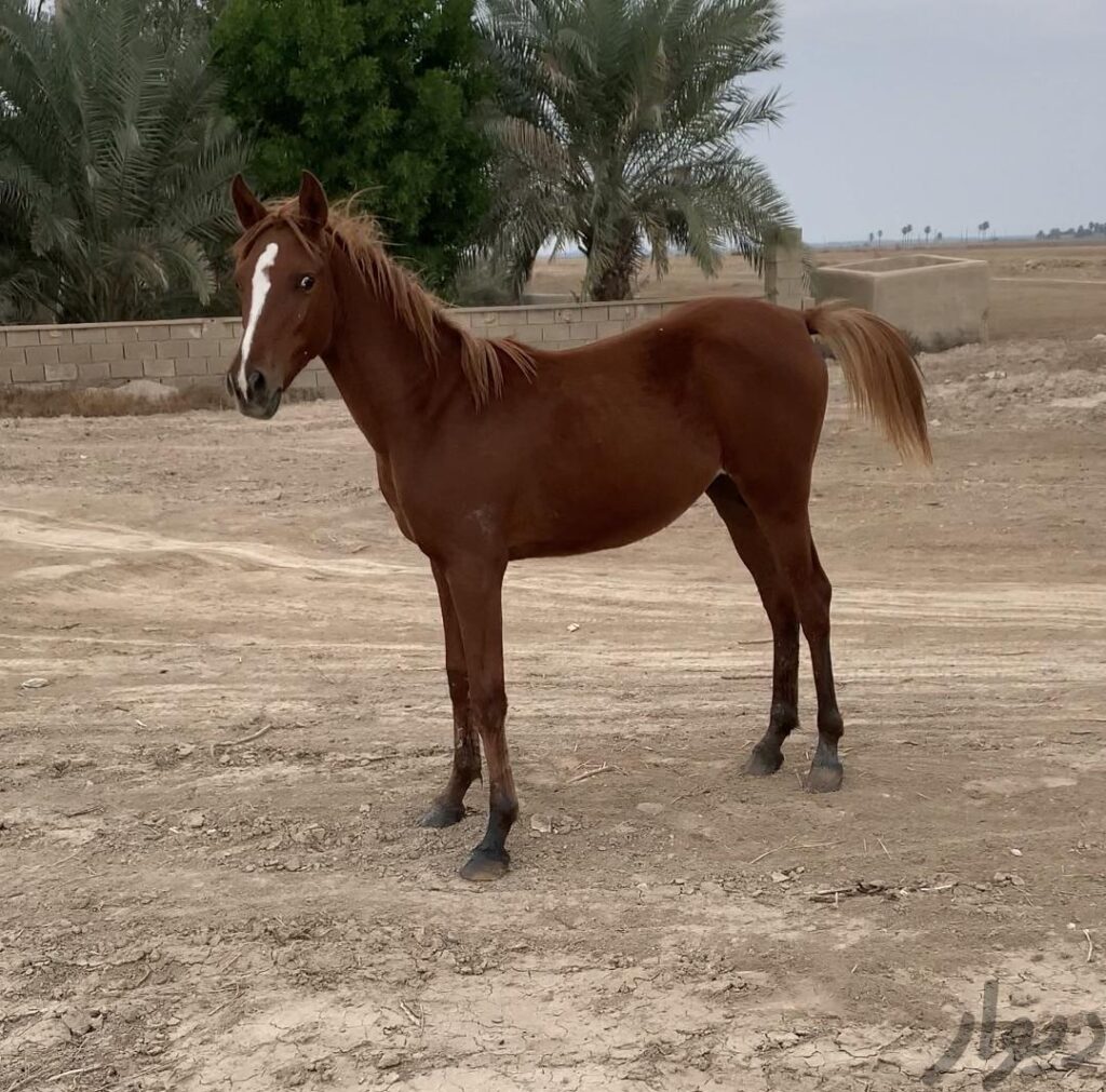 کره اسب عرب