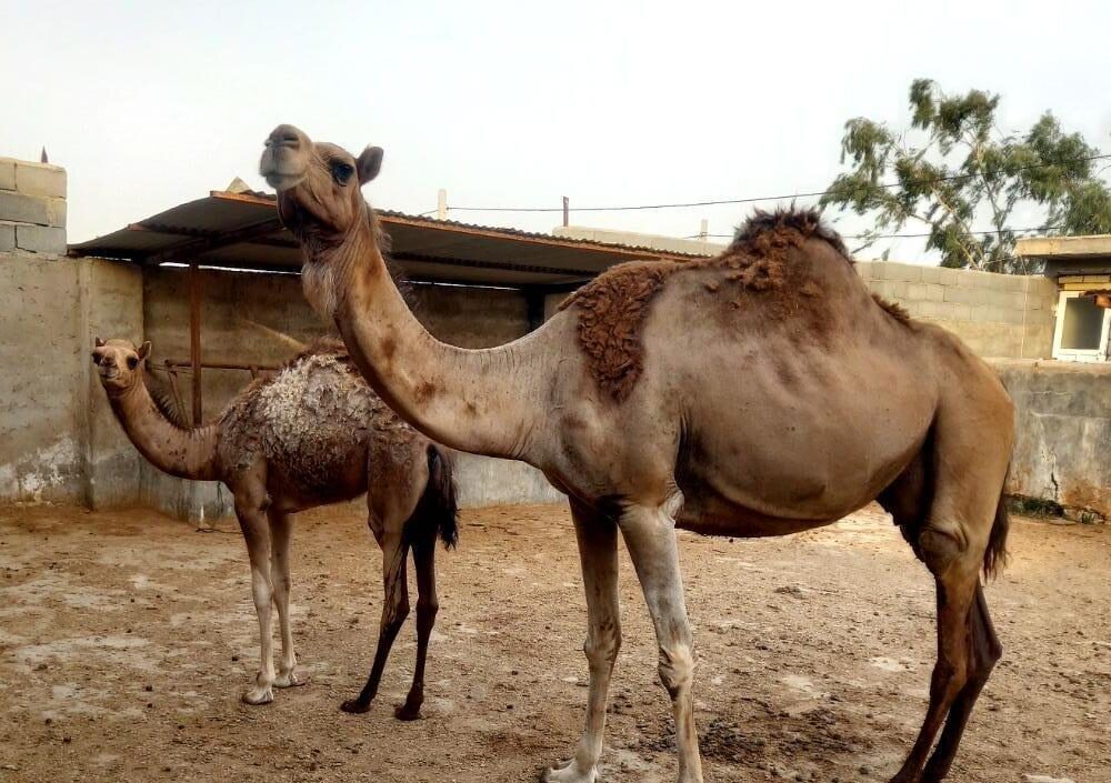 شیرشتر ودوغ شترموجود میباشد