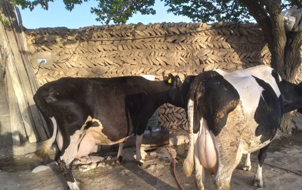 گاو شیری هلشتاین با گوساله ماده