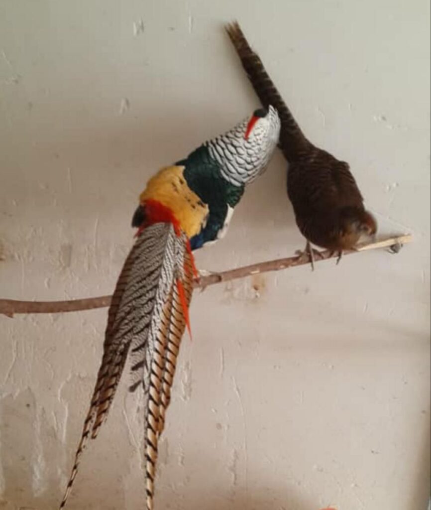 جوجه لیدی / طاووس