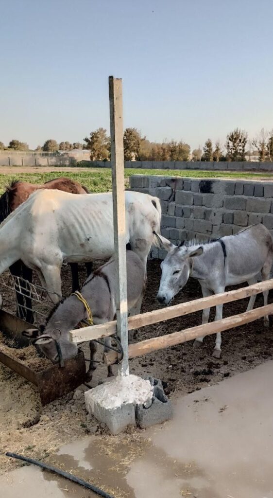 الاغ ماده با کره نر