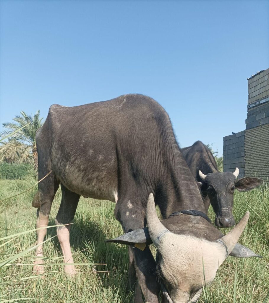 دوتا گوساله‌ماده