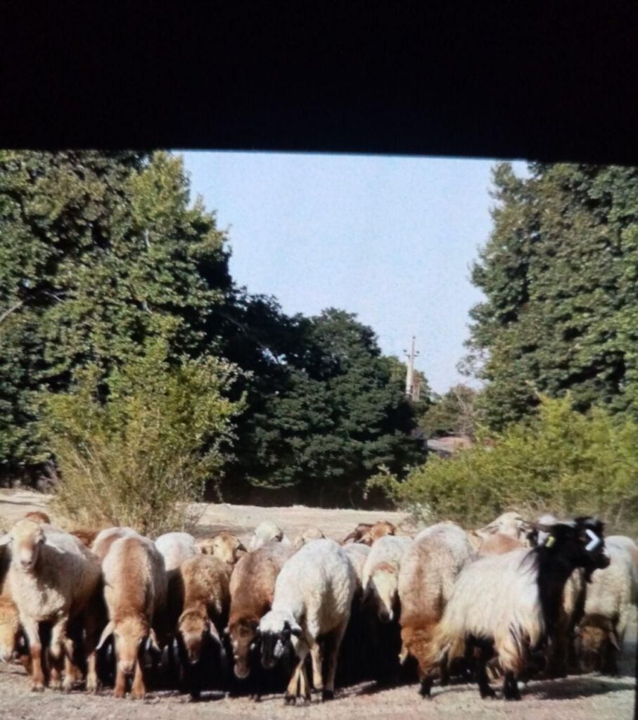 بره ارگانیک گوسفند زنده مالدار