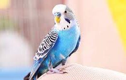 نگهداری مرغ عشق در منزل