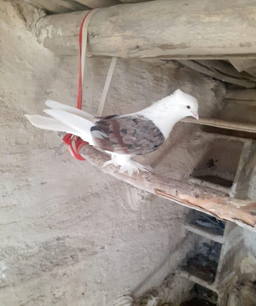 کفتر نورآباد