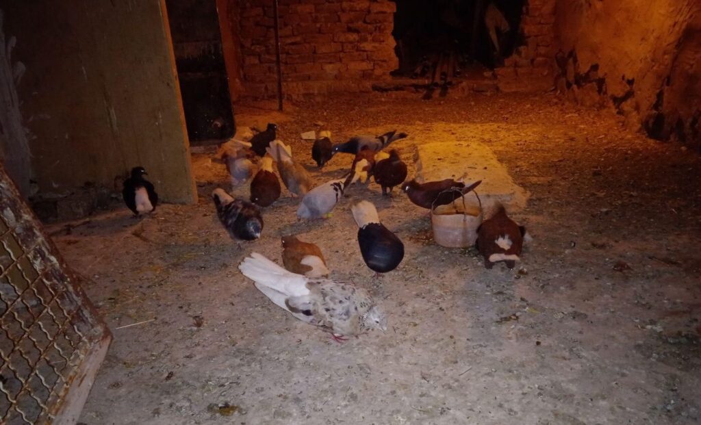 کبوتر همه چی تموم مشهد