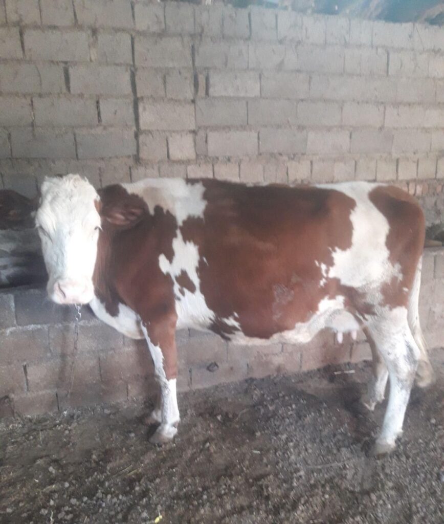 یک راس گاو سمنتال