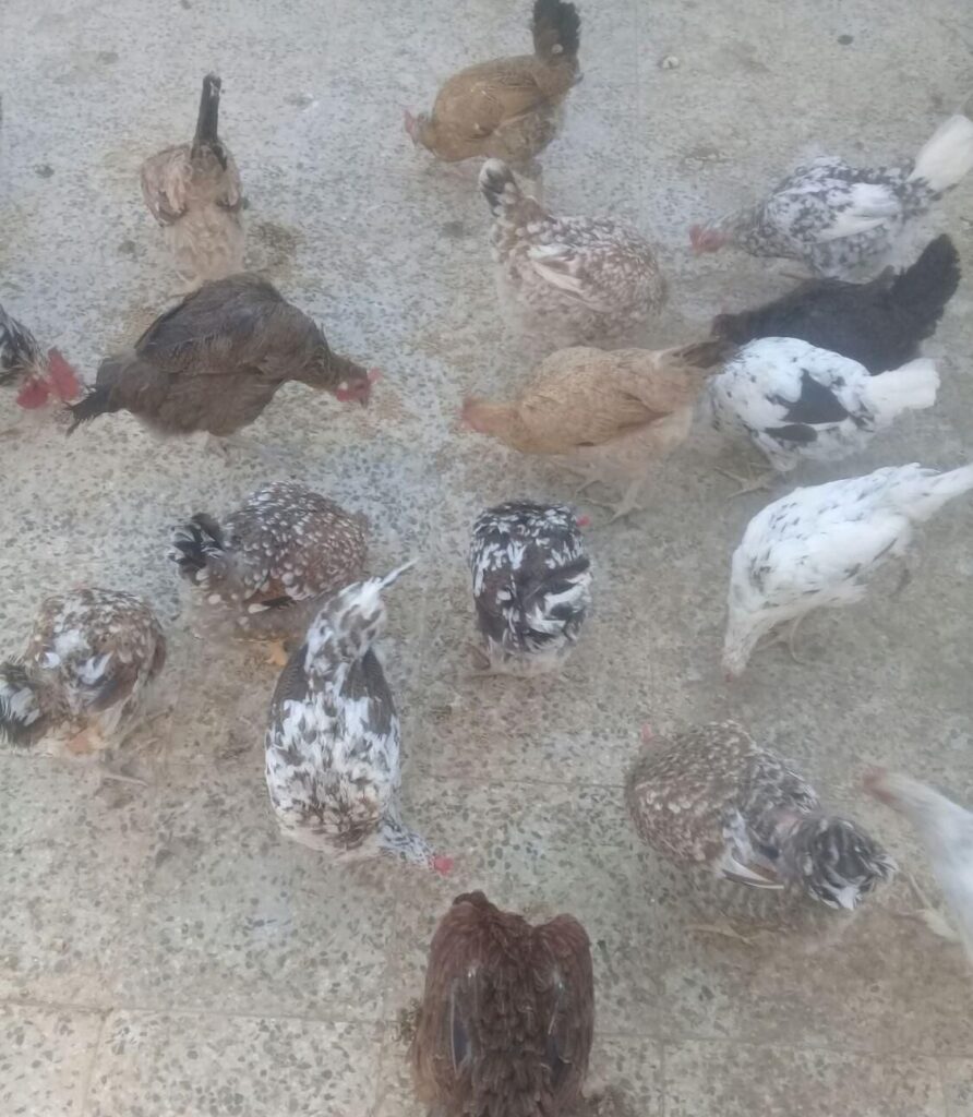 مرغ و خروس گلین