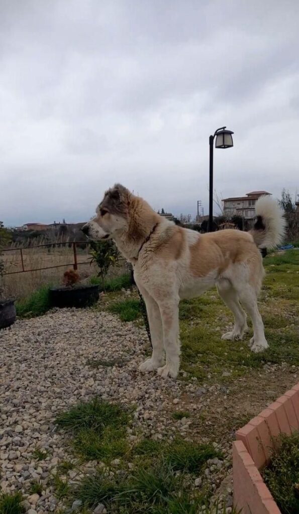 سگ الابای نر اصیل