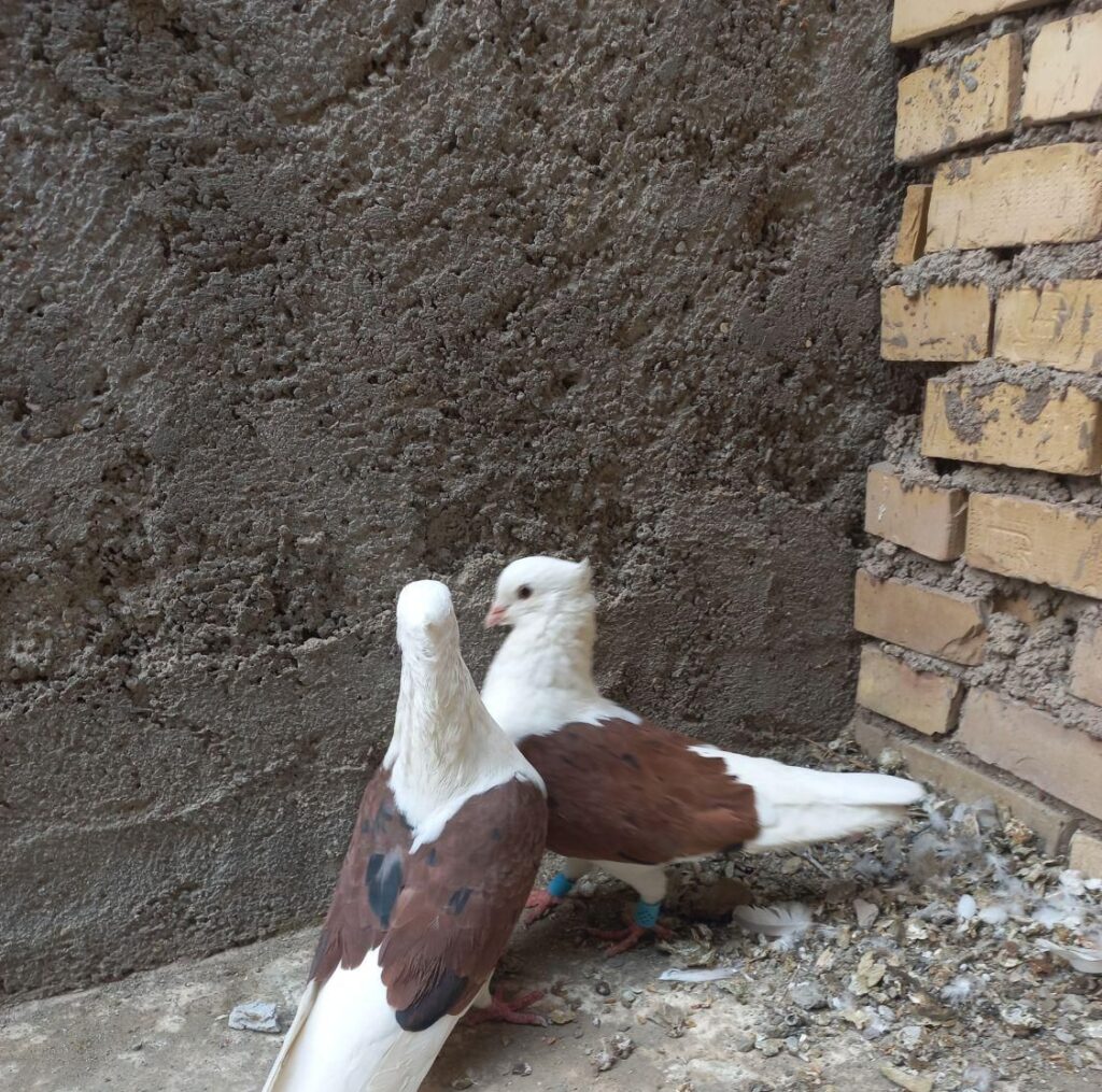 کبوتر دوکتی