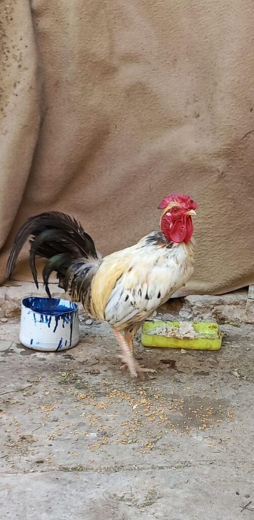 مرغ و خروس