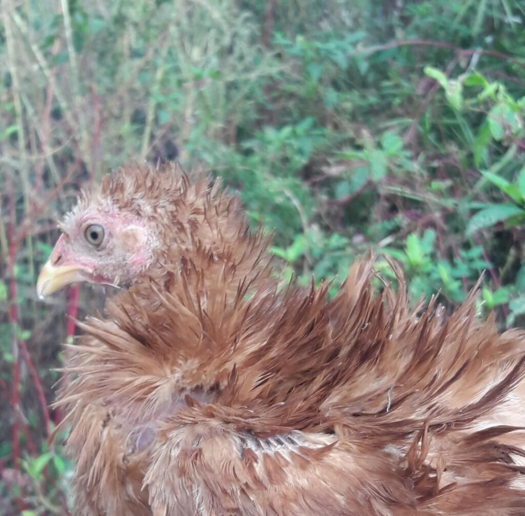 جوجه محلی اصل نیمچه رشت