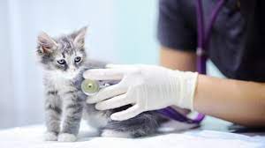 دامپزشکی حیوانات