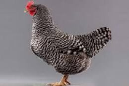 مرغ های زینتی گران قیمت