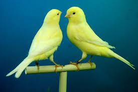 تجارت با حیوانات