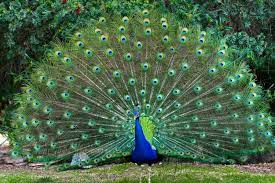 طاووس هندی ، مصری
