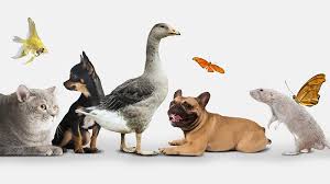 حیوانات خانگی