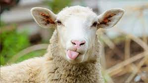 گوسفند ایرانی
