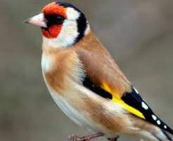 مشخصات سهره خوب