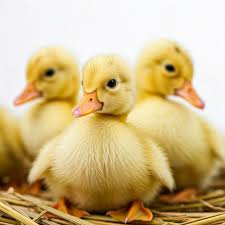 ۷ نکته طلایی برای پرورش جوجهها با تخم نطفهدار سالم