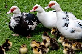 تجارت با حیوانات