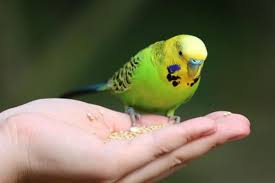 اپلیکیشن حیوانات و پرندگان نوحیران