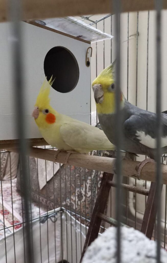 یک جفت عروس هلندی بالغ