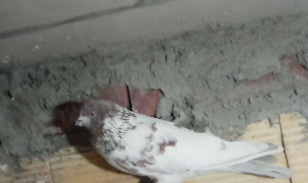 سر برنجی ملقی نر