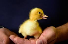 رشد جنین اردک