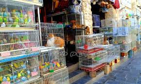 فروش حیوانات خانگی تهران