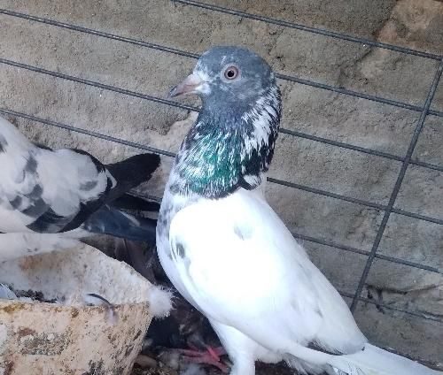 کبوتر