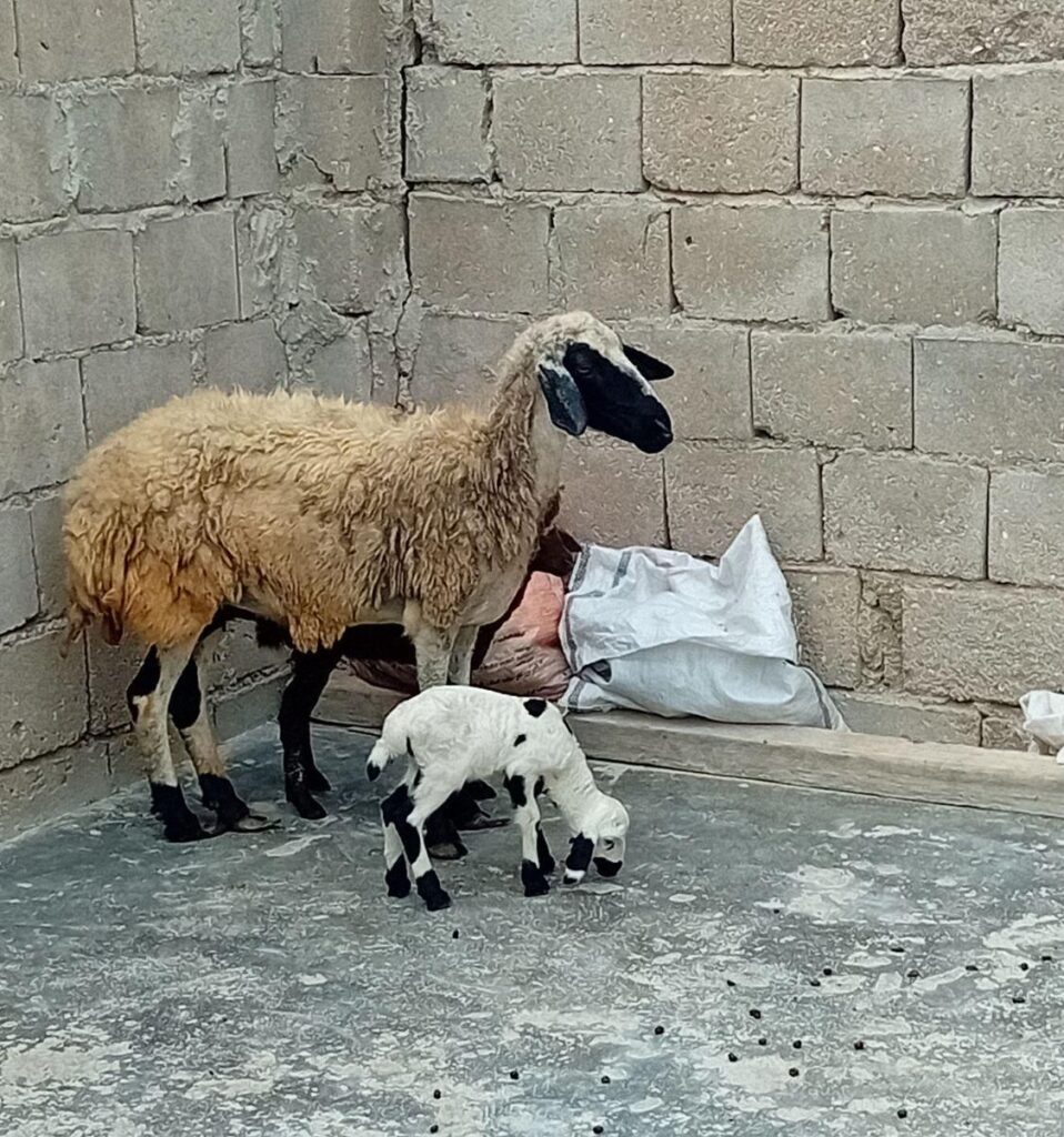 بره با بچه ماده شنگول ومنگول تخمه جمولی