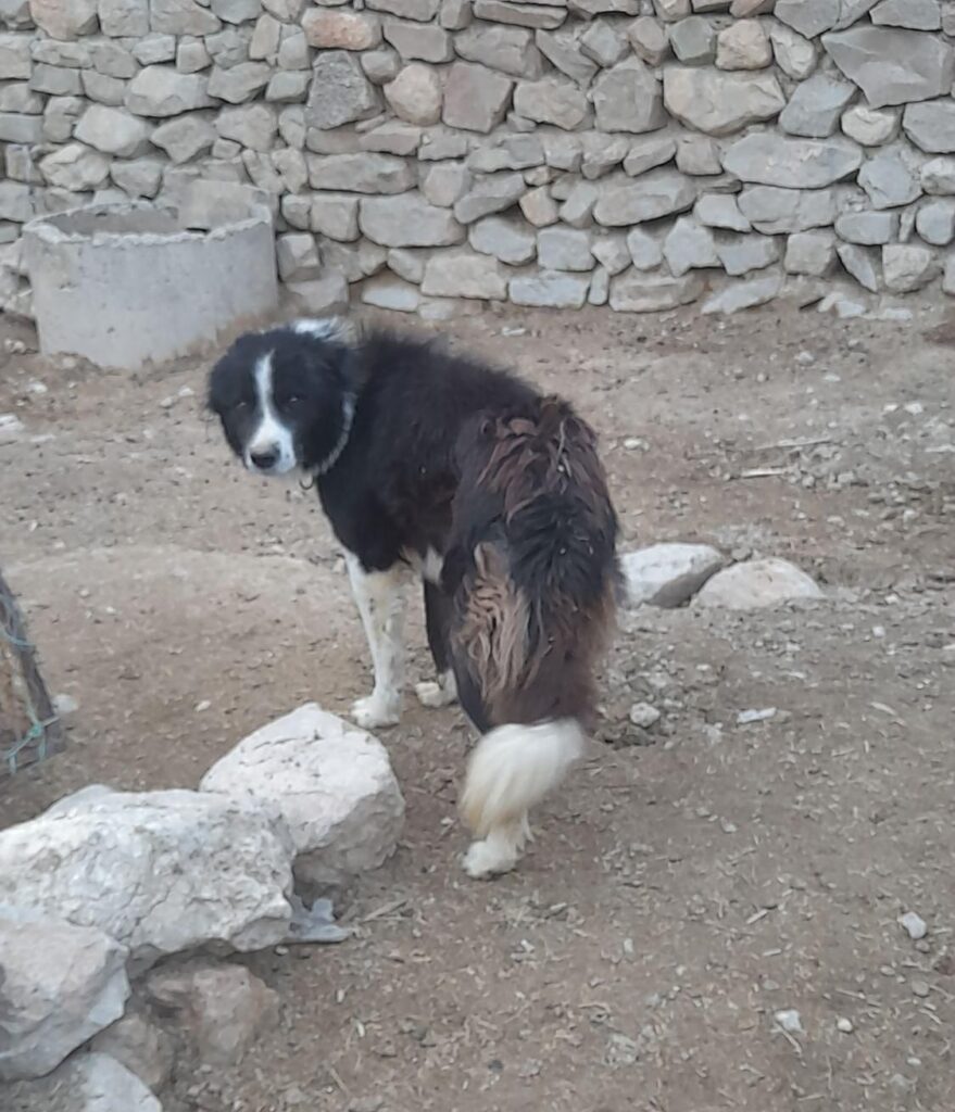 سگ قدرجونی سخصی