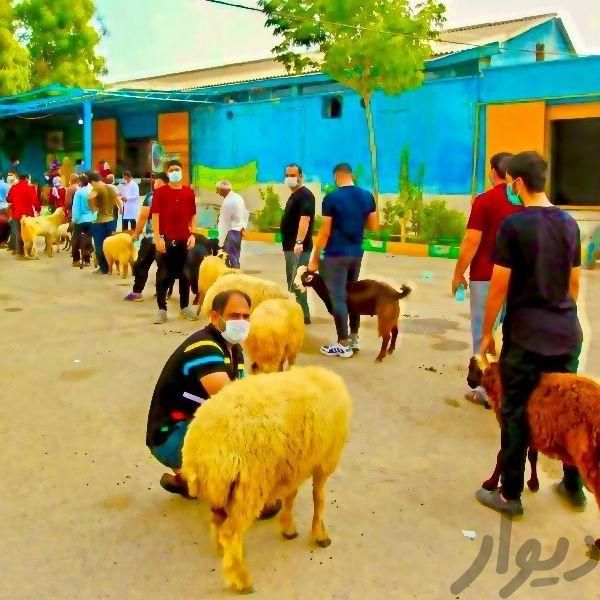 آستانه رضوءی گوسفنِدِ هرنفر ۱دانه زنده کشتارگا’هی