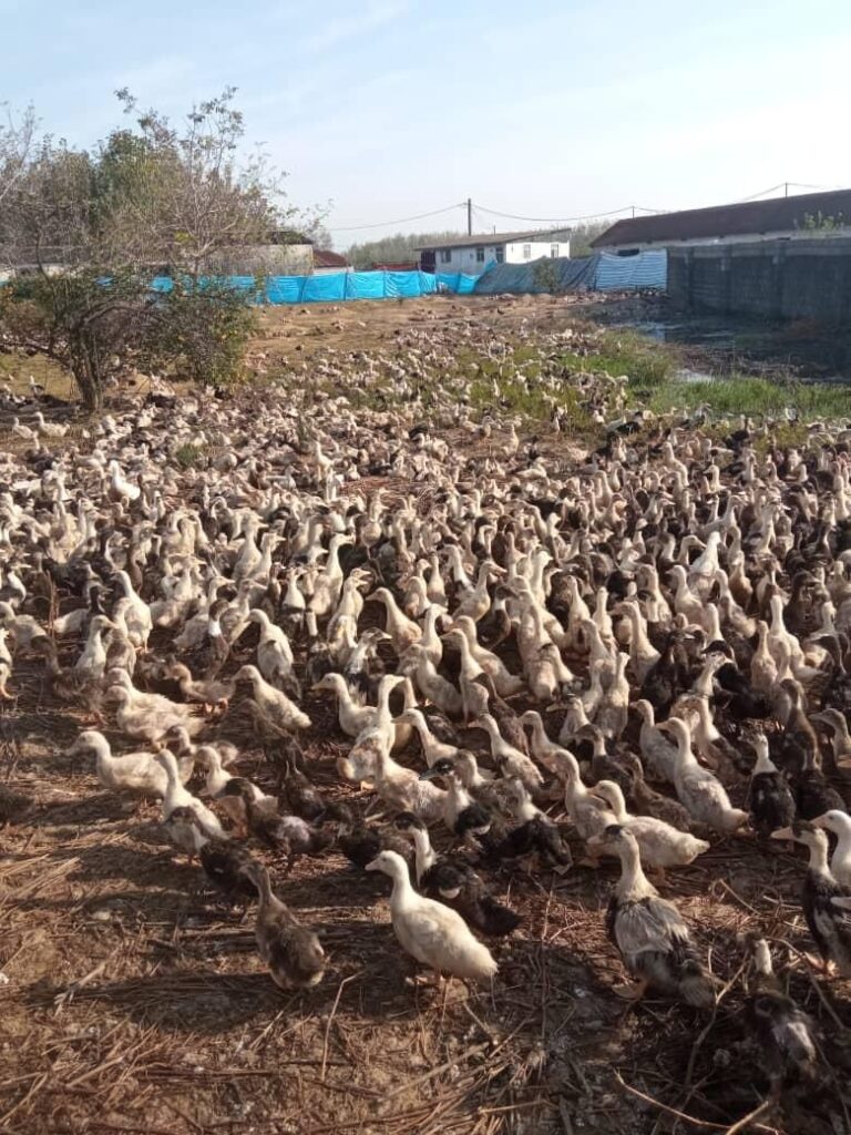 جوجه مرغ . اردک . غاز . گلپایگانی