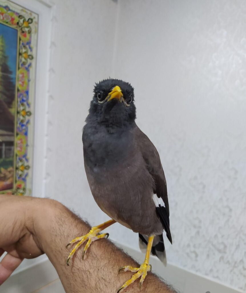 مرغ مینا سخنگو واضح چشم ستاره ای