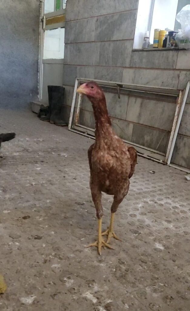 مرغ لاری
