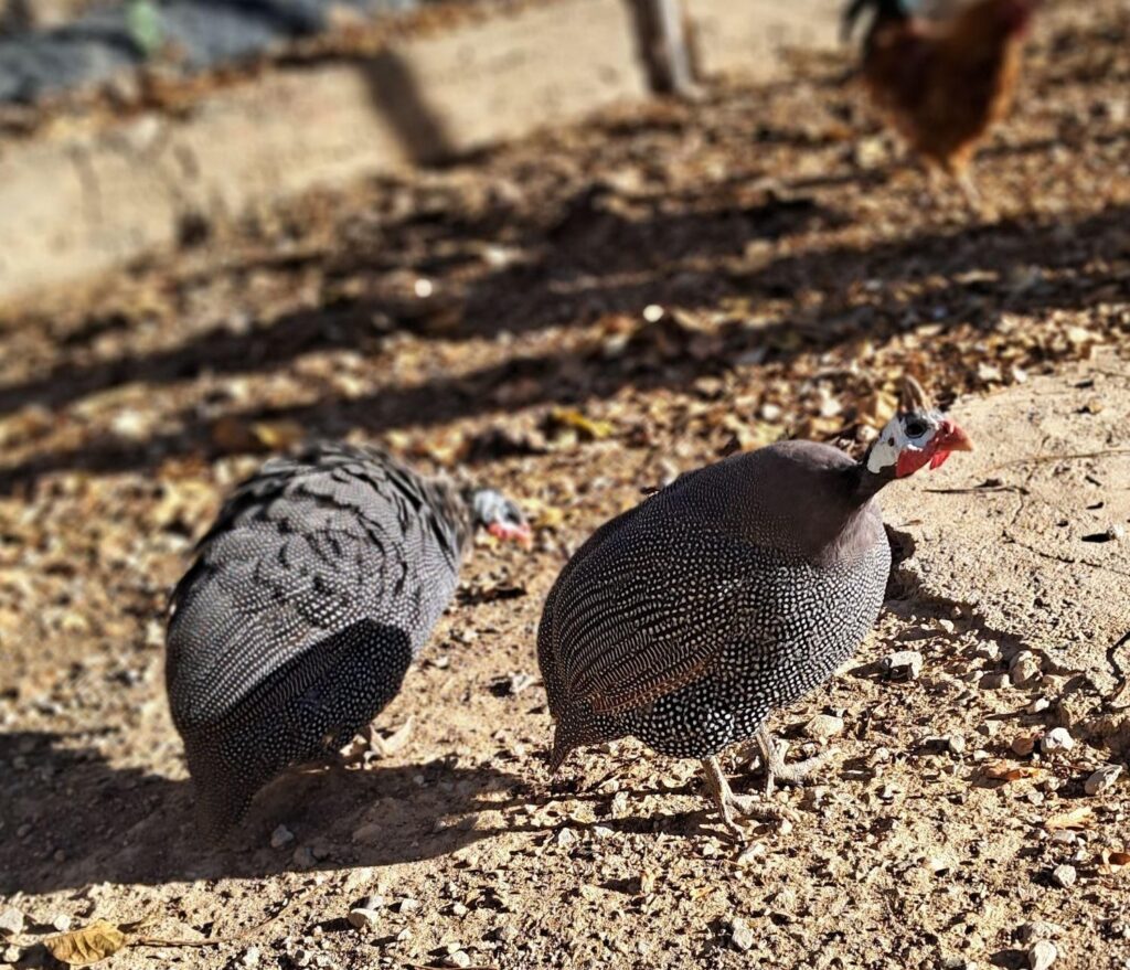 مرغ شاخدار (مرغ گینه)