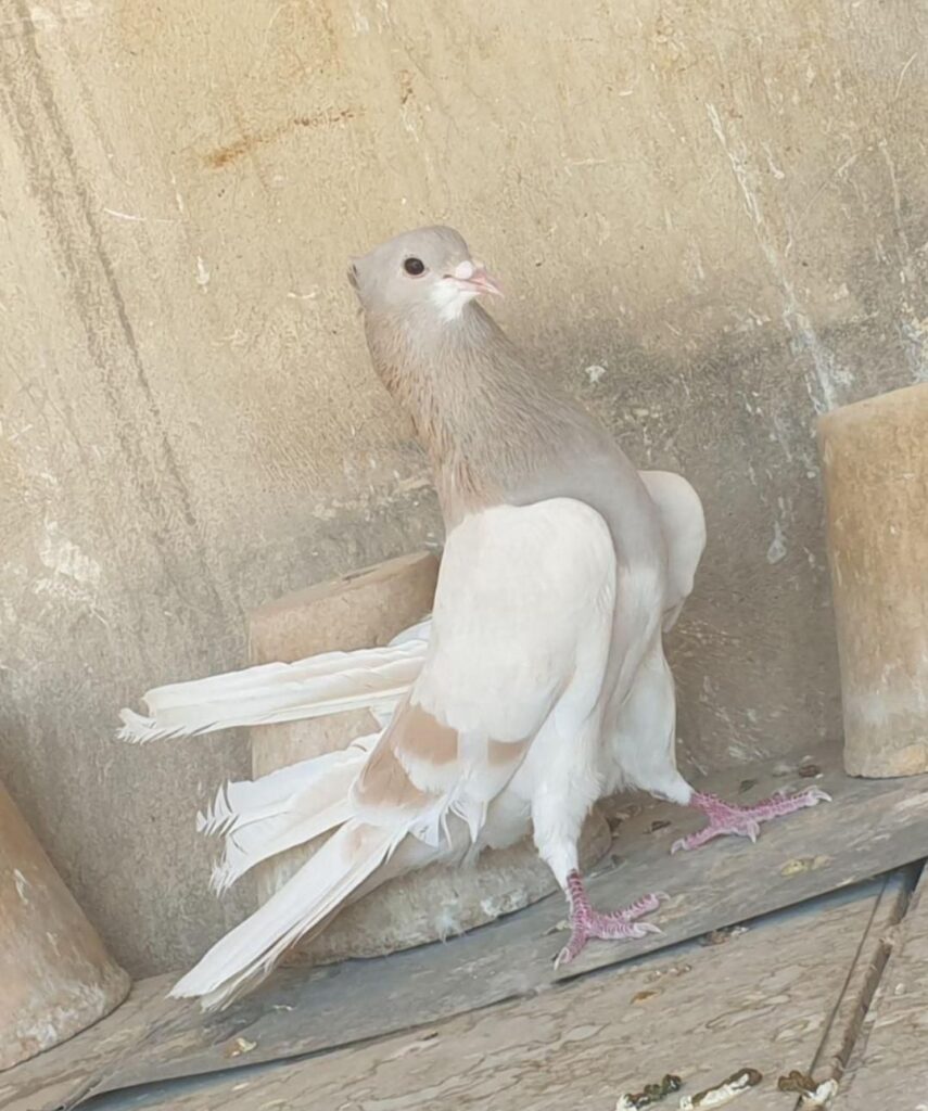 نر دمیگر دولا