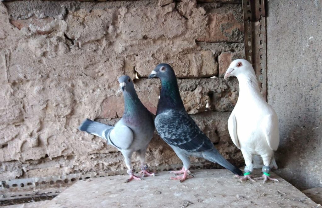 کبوتر المانی