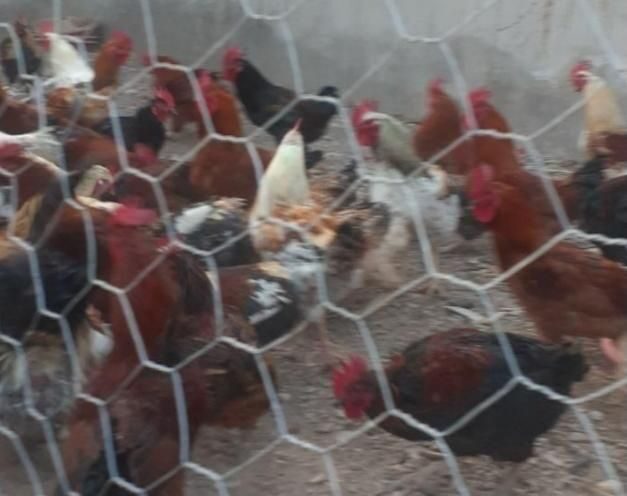 ۴۰۰عدد خروس محلی هفت ماهه