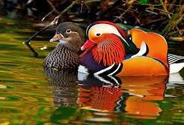 اردک ماندارین