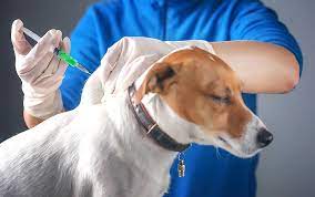 اهمیت واکسن ها برای حیوانات خانگی