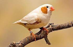 پرندگان بومی ایران