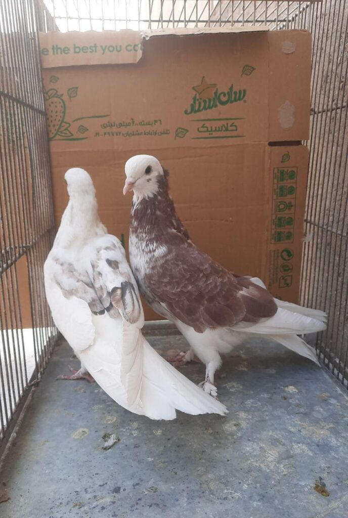 جفت جوجه پرشی خال قرمز