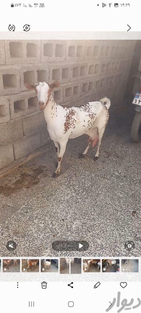 دوتا بز گل توپی اصل