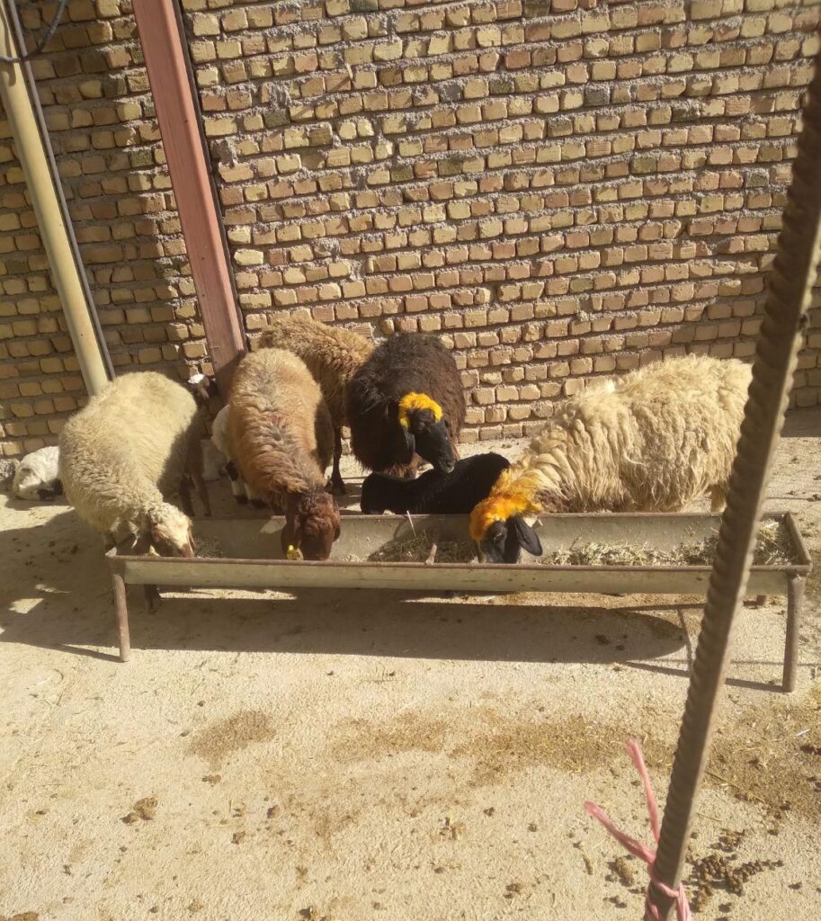 میش بره