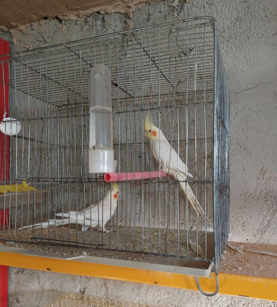 عروس هلندی