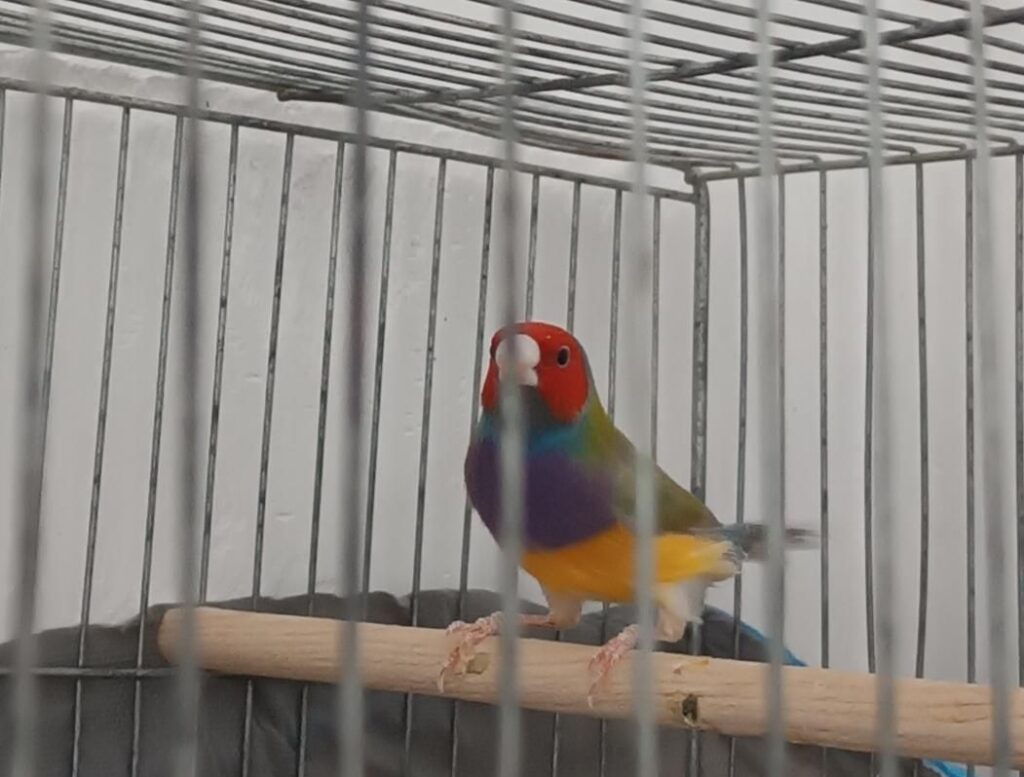 گلدین