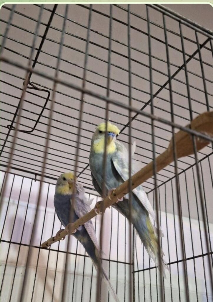 مرغ عشق پروانه ای رنگ